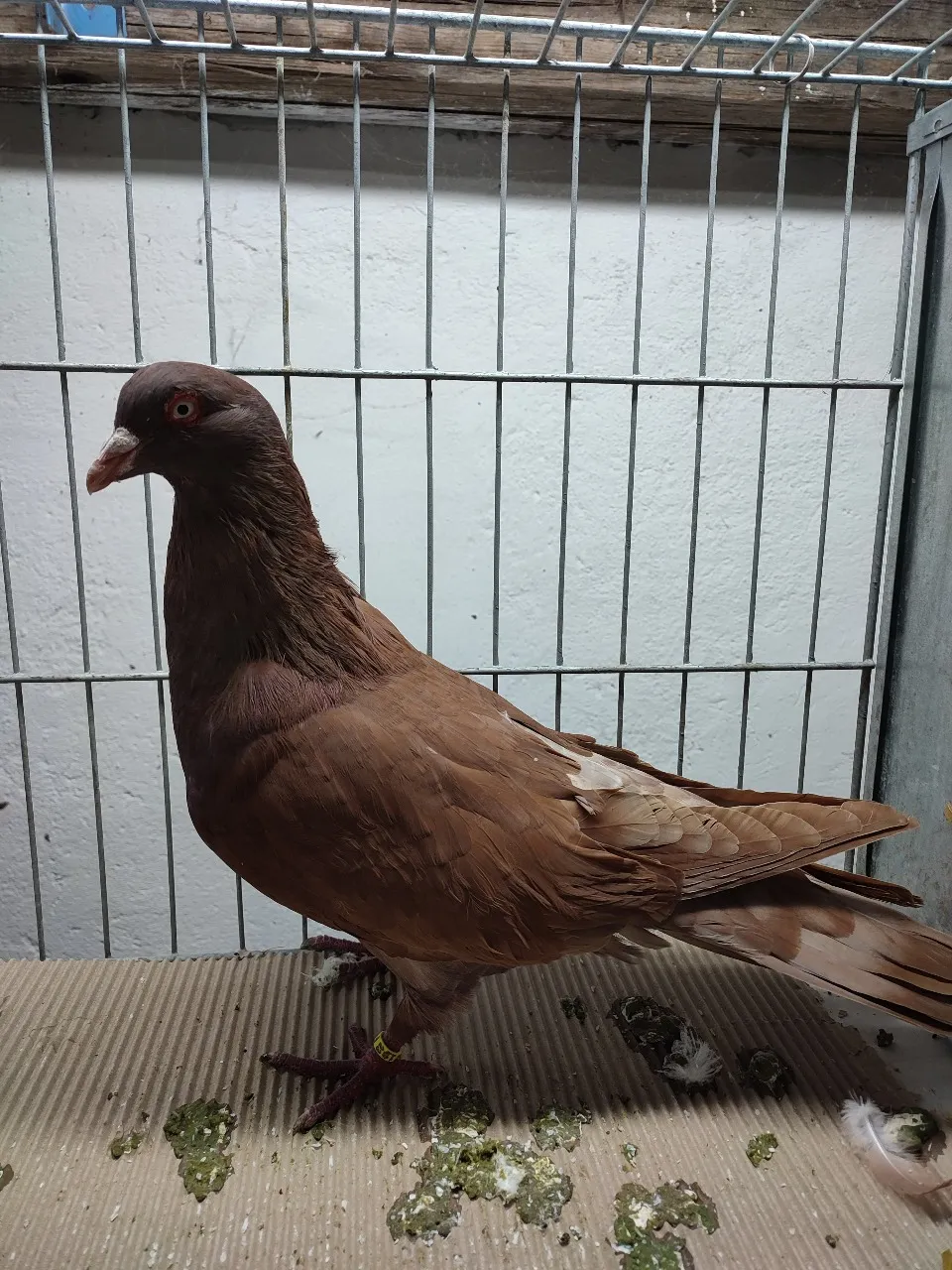 v_rij (19).webp